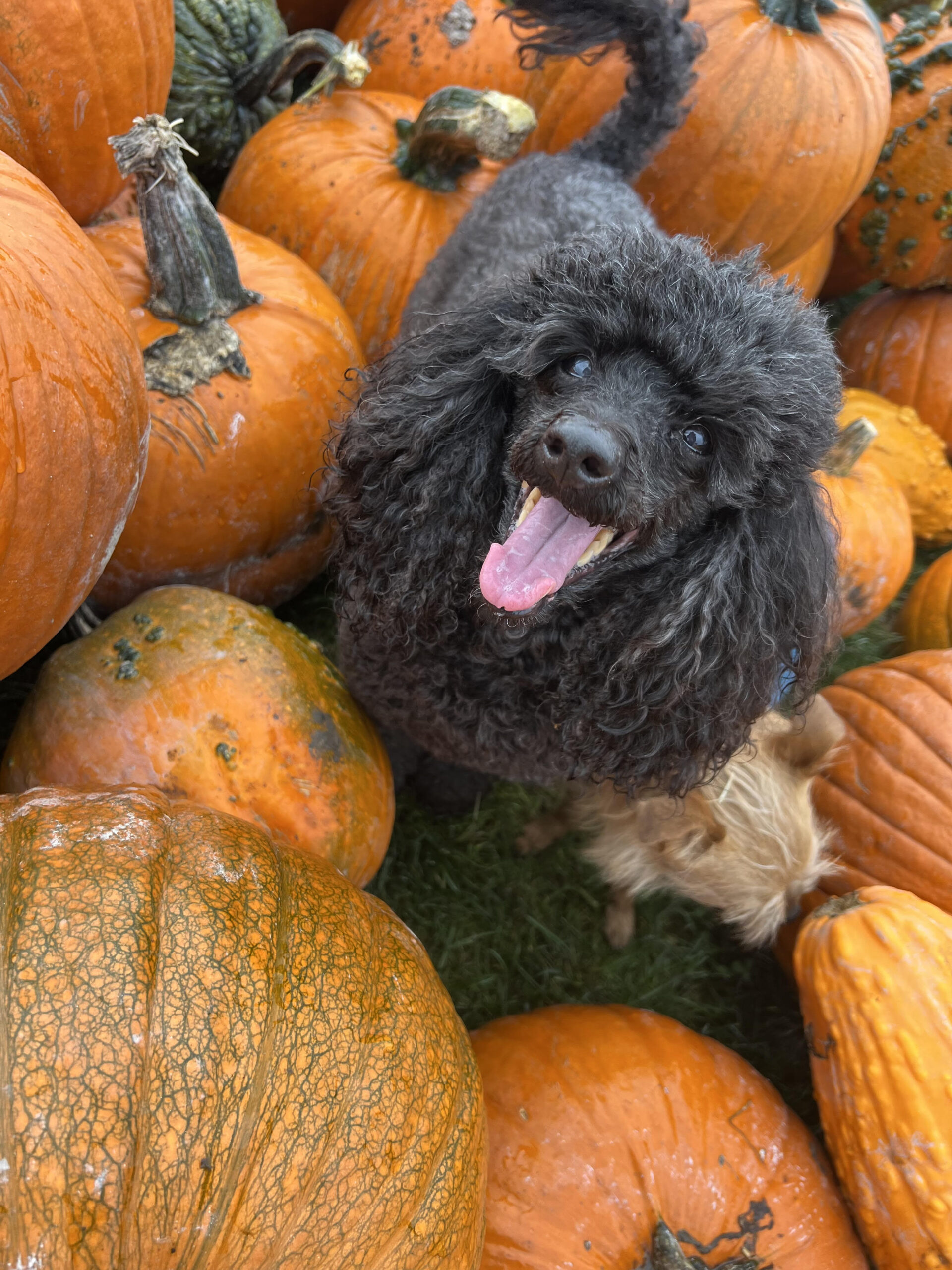 Fall into Good Habits: Choosing the Right Dog Care Providers
