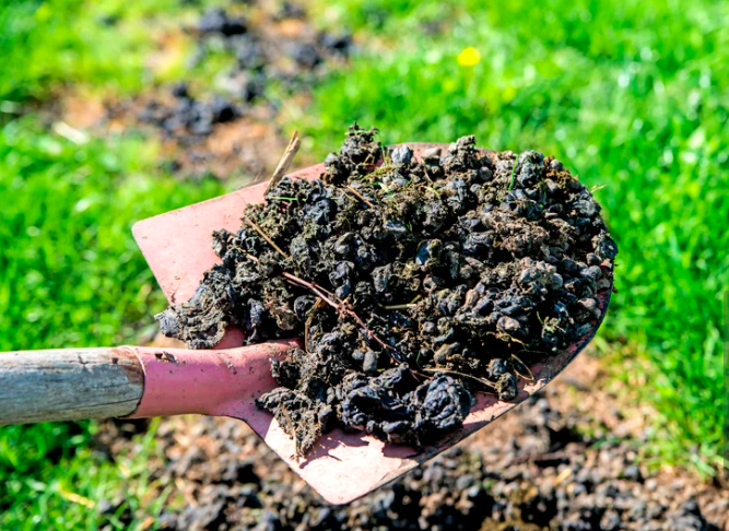 Compost Lessons From the Chicken Coop